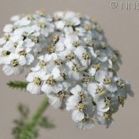 Yarrow